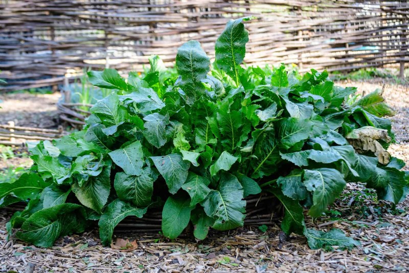 Companion Planting: 23 Plant Pairings for a Bountiful Garden
