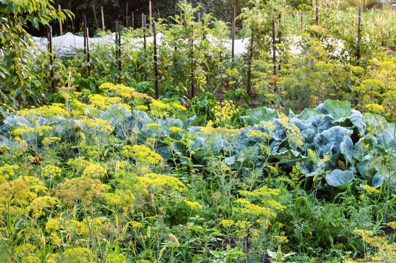 Companion Planting: 23 Plant Pairings for a Bountiful Garden