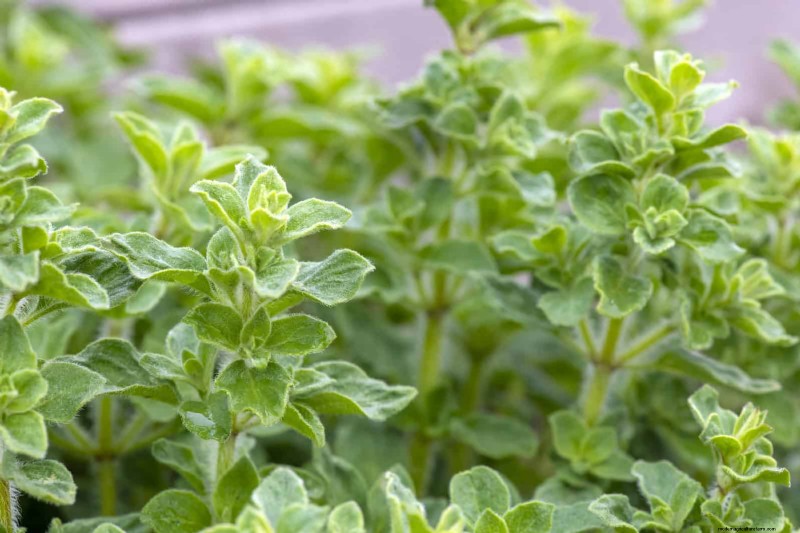Companion Planting: 23 Plant Pairings for a Bountiful Garden