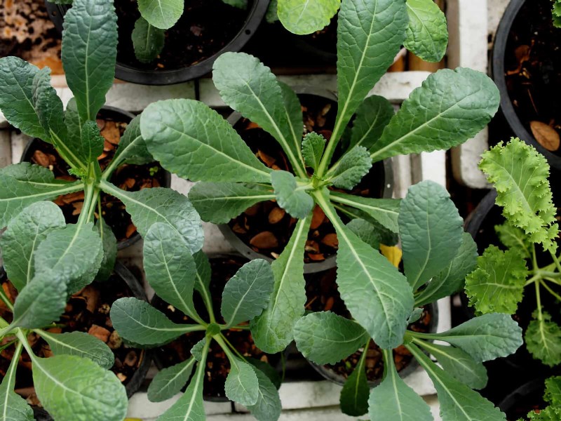 Companion Planting: 23 Plant Pairings for a Bountiful Garden