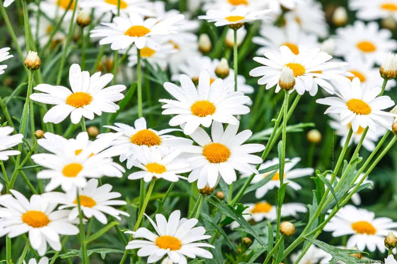 Companion Planting: 23 Plant Pairings for a Bountiful Garden