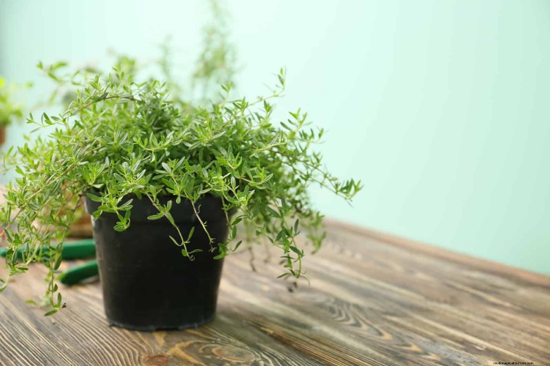 Companion Planting: 23 Plant Pairings for a Bountiful Garden