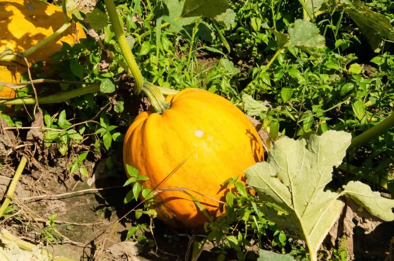Companion Planting: 23 Plant Pairings for a Bountiful Garden