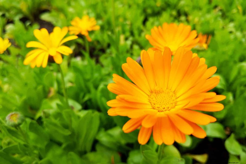 Companion Planting: 23 Plant Pairings for a Bountiful Garden