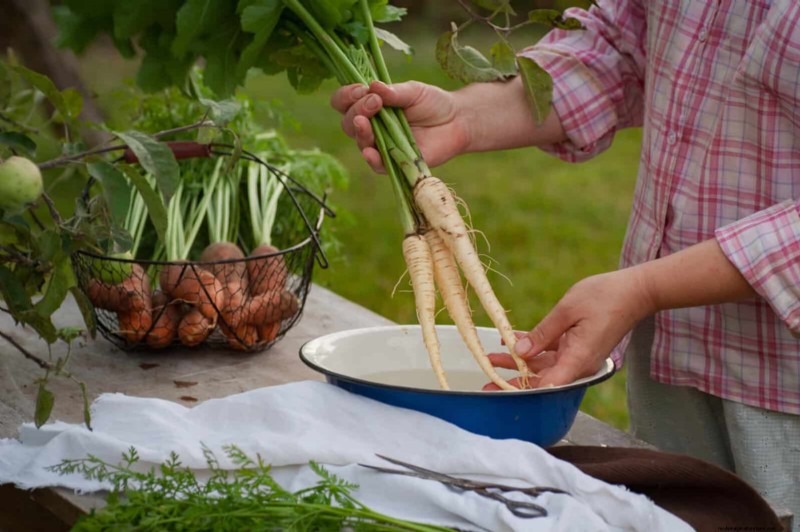Companion Planting: 23 Plant Pairings for a Bountiful Garden