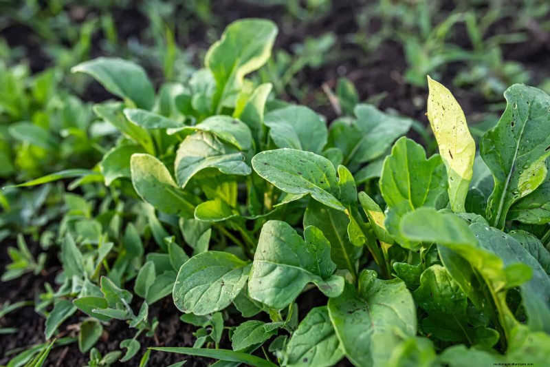 Companion Planting: 23 Plant Pairings for a Bountiful Garden