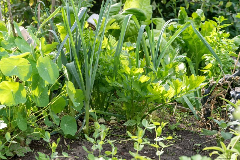 Companion Planting: 23 Plant Pairings for a Bountiful Garden