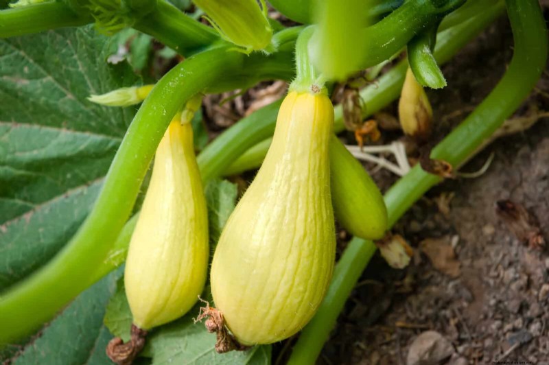 Companion Planting: 23 Plant Pairings for a Bountiful Garden