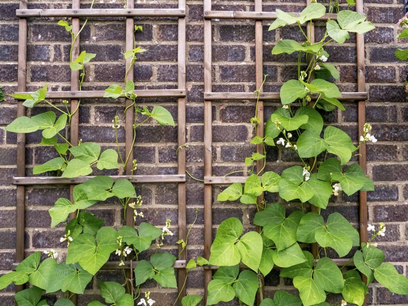 Enhance Your Outdoor Space: Smart Trellis Ideas for Privacy & Style