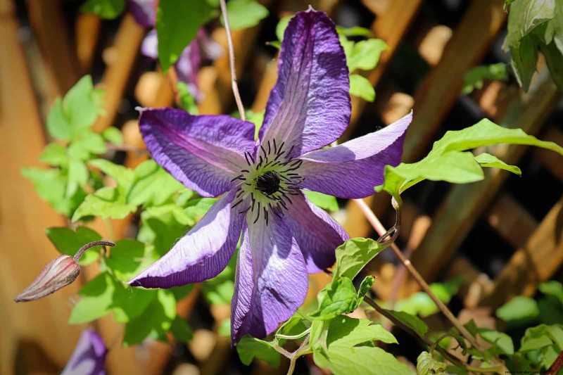 Enhance Your Outdoor Space: Smart Trellis Ideas for Privacy & Style