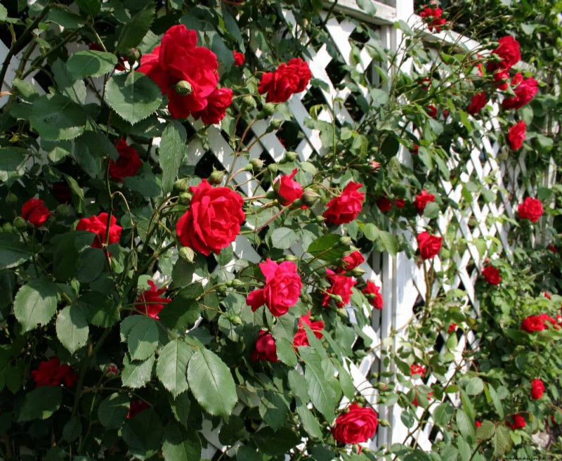 Enhance Your Outdoor Space: Smart Trellis Ideas for Privacy & Style