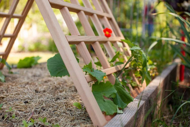 Enhance Your Outdoor Space: Smart Trellis Ideas for Privacy & Style