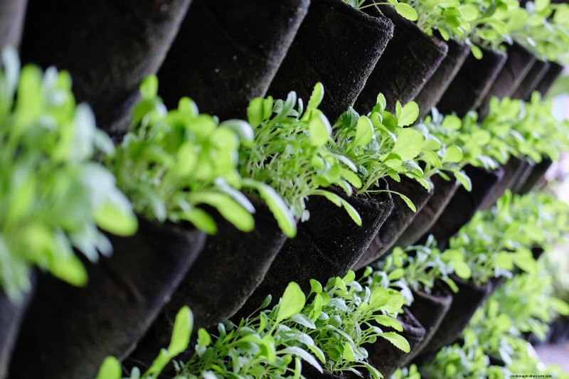 Enhance Your Outdoor Space: Smart Trellis Ideas for Privacy & Style