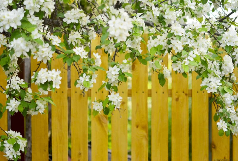 Enhance Your Outdoor Space: Smart Trellis Ideas for Privacy & Style
