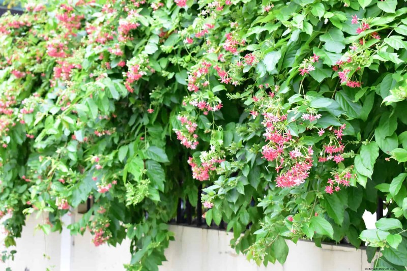 Enhance Your Outdoor Space: Smart Trellis Ideas for Privacy & Style