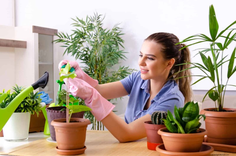 How to Clean Plant Leaves: 26 Tips for Enhanced Photosynthesis