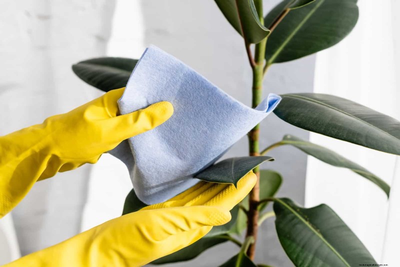 How to Clean Plant Leaves: 26 Tips for Enhanced Photosynthesis