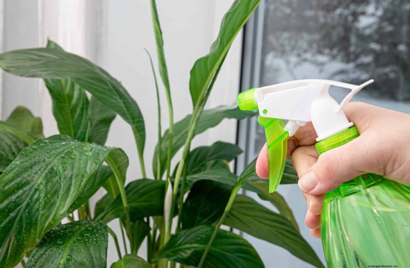 How to Clean Plant Leaves: 26 Tips for Enhanced Photosynthesis
