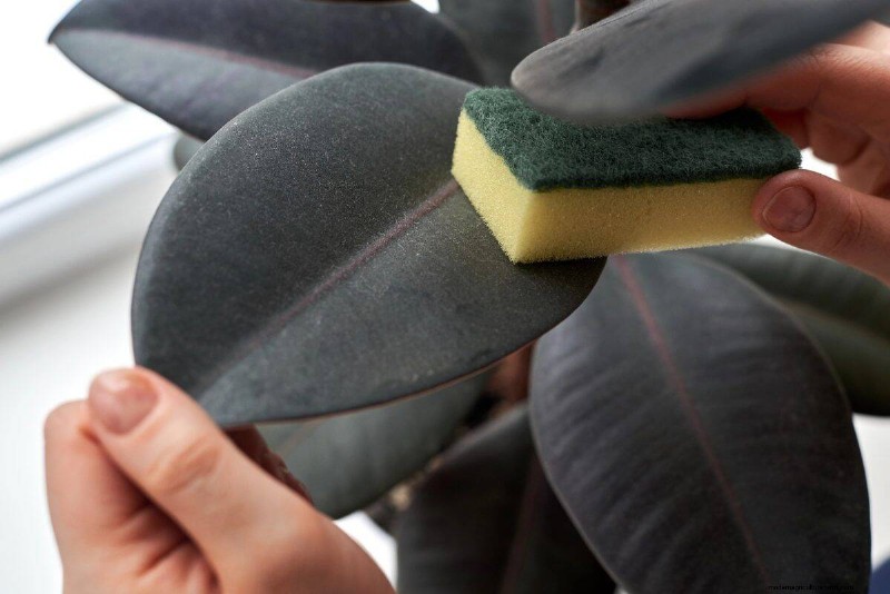 How to Clean Plant Leaves: 26 Tips for Enhanced Photosynthesis