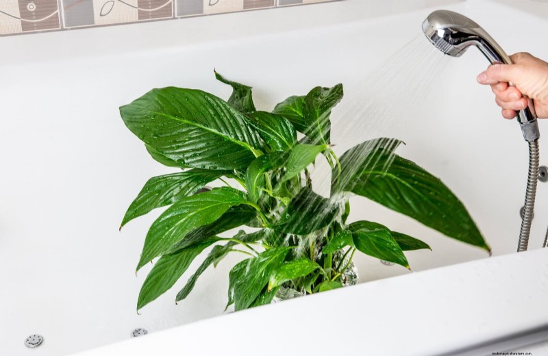 How to Clean Plant Leaves: 26 Tips for Enhanced Photosynthesis