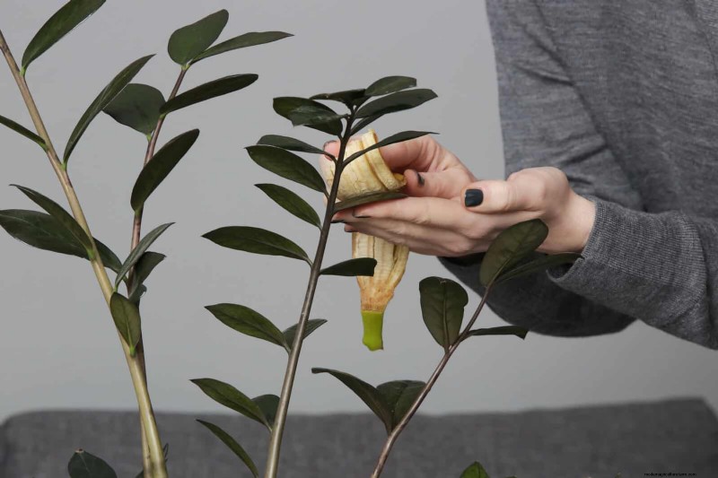 How to Clean Plant Leaves: 26 Tips for Enhanced Photosynthesis