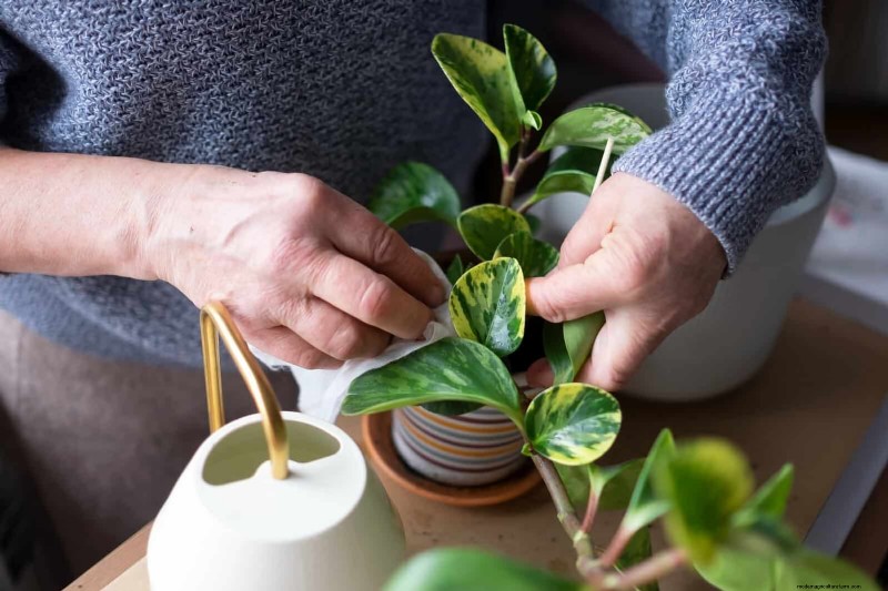 How to Clean Plant Leaves: 26 Tips for Enhanced Photosynthesis