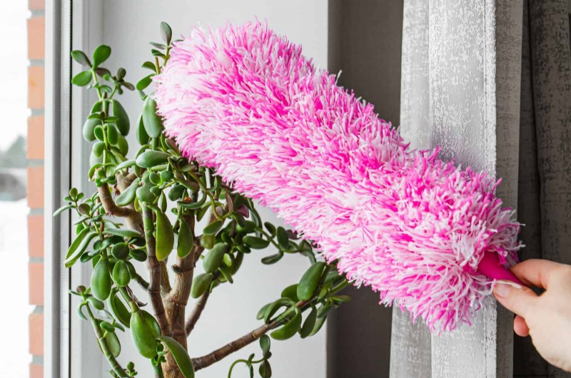 How to Clean Plant Leaves: 26 Tips for Enhanced Photosynthesis