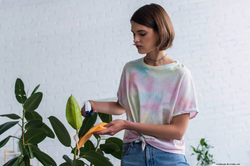 How to Clean Plant Leaves: 26 Tips for Enhanced Photosynthesis