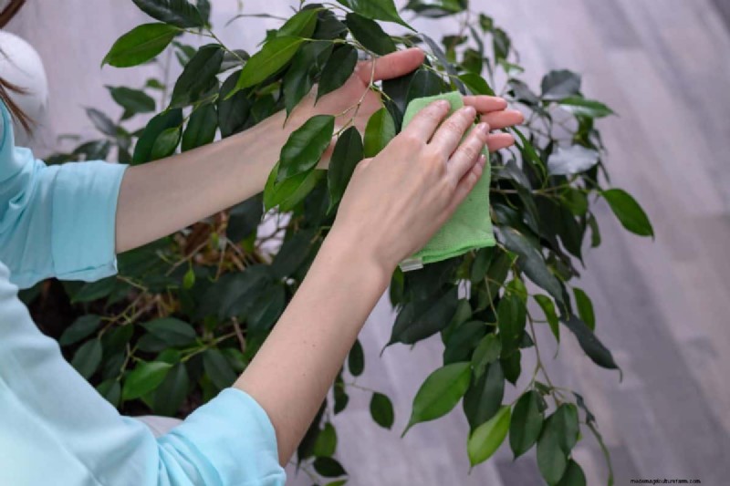 How to Clean Plant Leaves: 26 Tips for Enhanced Photosynthesis