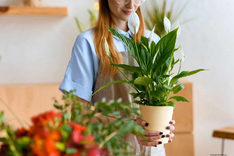 How to Clean Plant Leaves: 26 Tips for Enhanced Photosynthesis