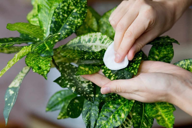 How to Clean Plant Leaves: 26 Tips for Enhanced Photosynthesis