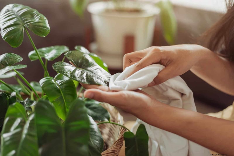How to Clean Plant Leaves: 26 Tips for Enhanced Photosynthesis