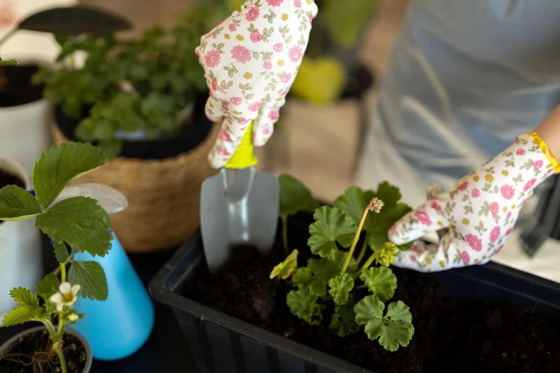 How to Clean Plant Leaves: 26 Tips for Enhanced Photosynthesis