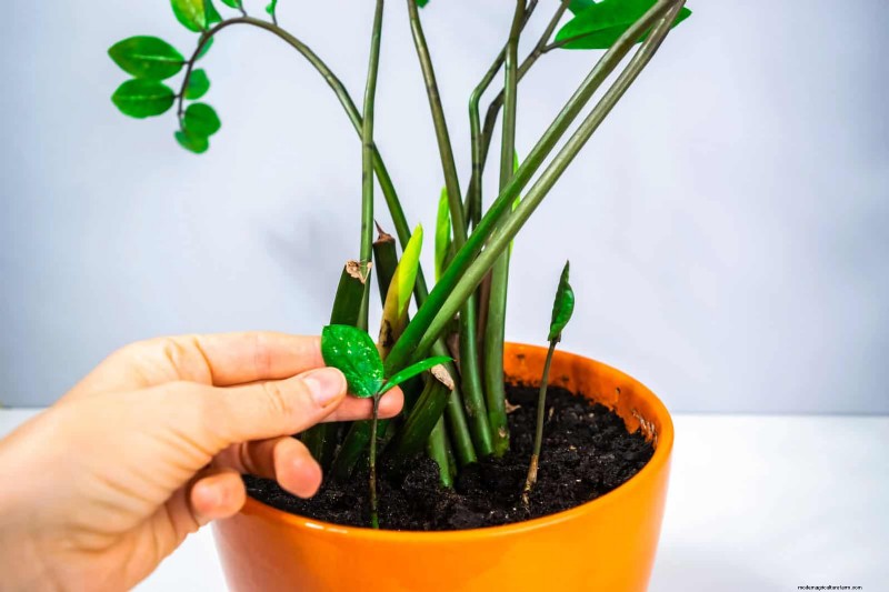 How to Clean Plant Leaves: 26 Tips for Enhanced Photosynthesis
