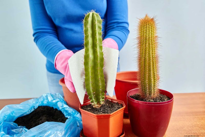 How to Clean Plant Leaves: 26 Tips for Enhanced Photosynthesis