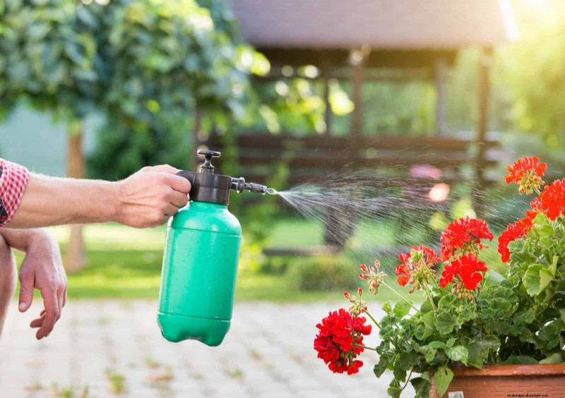 How to Clean Plant Leaves: 26 Tips for Enhanced Photosynthesis