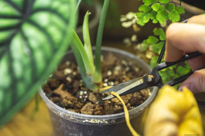 How to Clean Plant Leaves: 26 Tips for Enhanced Photosynthesis