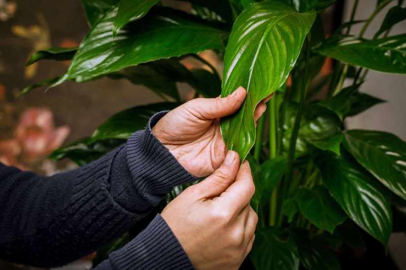 How to Clean Plant Leaves: 26 Tips for Enhanced Photosynthesis