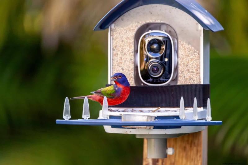 Backyard Bird Feeding: A Comprehensive Guide for Happy, Healthy Birds