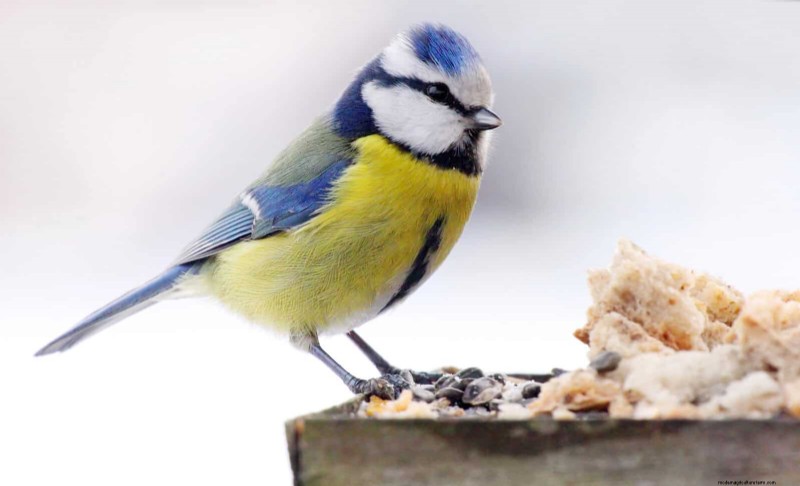 Backyard Bird Feeding: A Comprehensive Guide for Happy, Healthy Birds