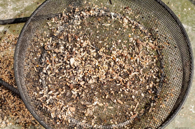 Backyard Bird Feeding: A Comprehensive Guide for Happy, Healthy Birds