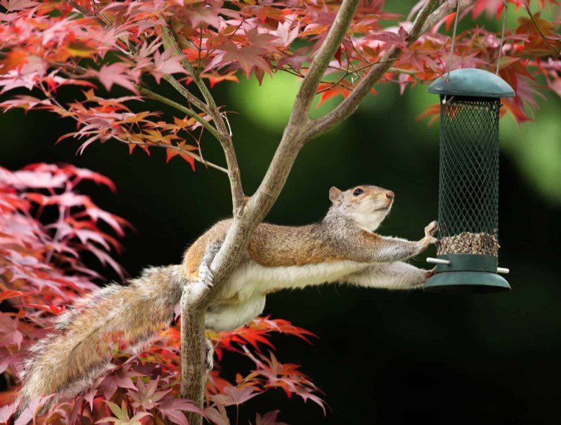 Backyard Bird Feeding: A Comprehensive Guide for Happy, Healthy Birds