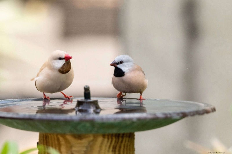 Backyard Bird Feeding: A Comprehensive Guide for Happy, Healthy Birds