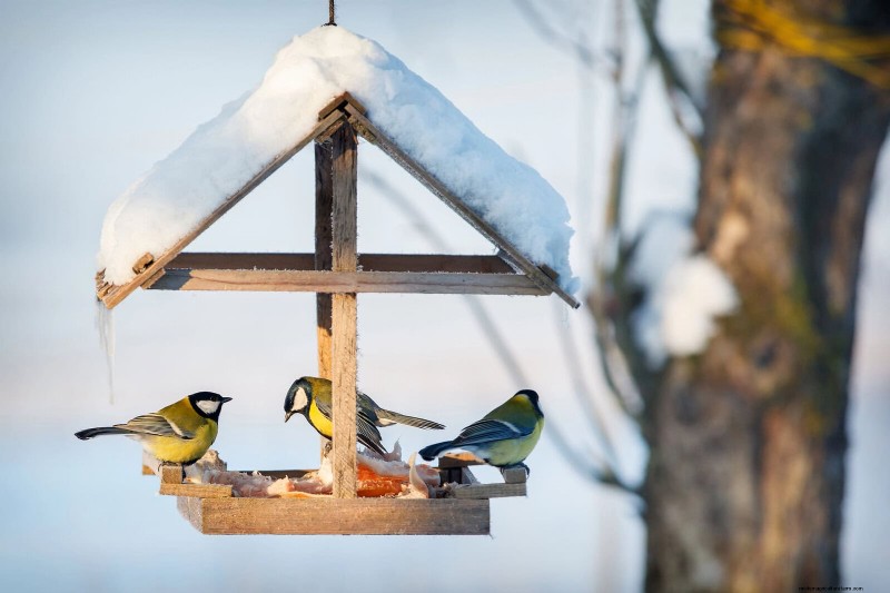 Backyard Bird Feeding: A Comprehensive Guide for Happy, Healthy Birds