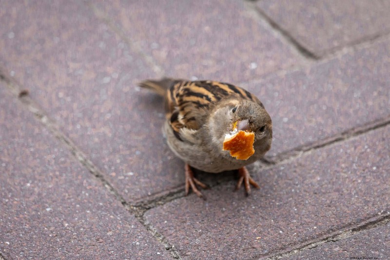 Backyard Bird Feeding: A Comprehensive Guide for Happy, Healthy Birds