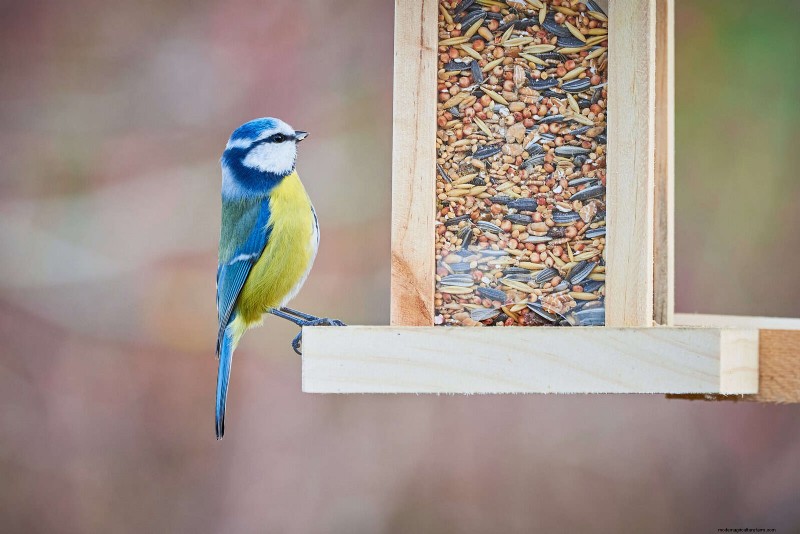 Backyard Bird Feeding: A Comprehensive Guide for Happy, Healthy Birds