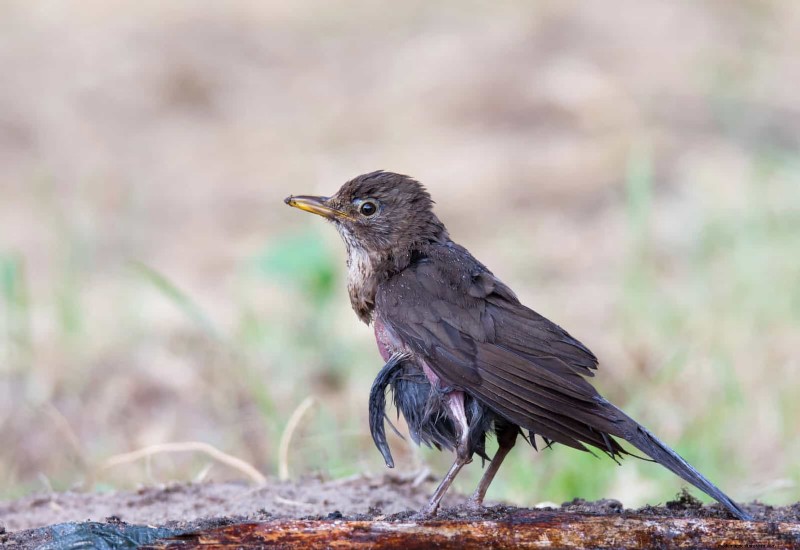 Backyard Bird Feeding: A Comprehensive Guide for Happy, Healthy Birds