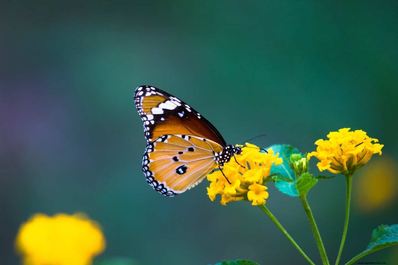 Backyard Bird Feeding: A Comprehensive Guide for Happy, Healthy Birds