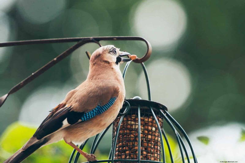Backyard Bird Feeding: A Comprehensive Guide for Happy, Healthy Birds