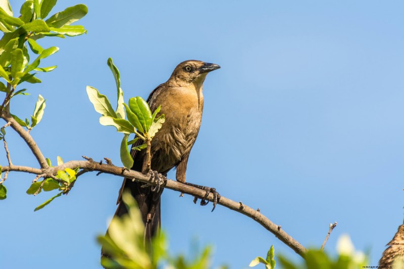Backyard Bird Feeding: A Comprehensive Guide for Happy, Healthy Birds